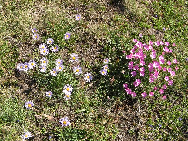 cliquez ici pour voir l'image (IMG_2699_10h19~.jpg)