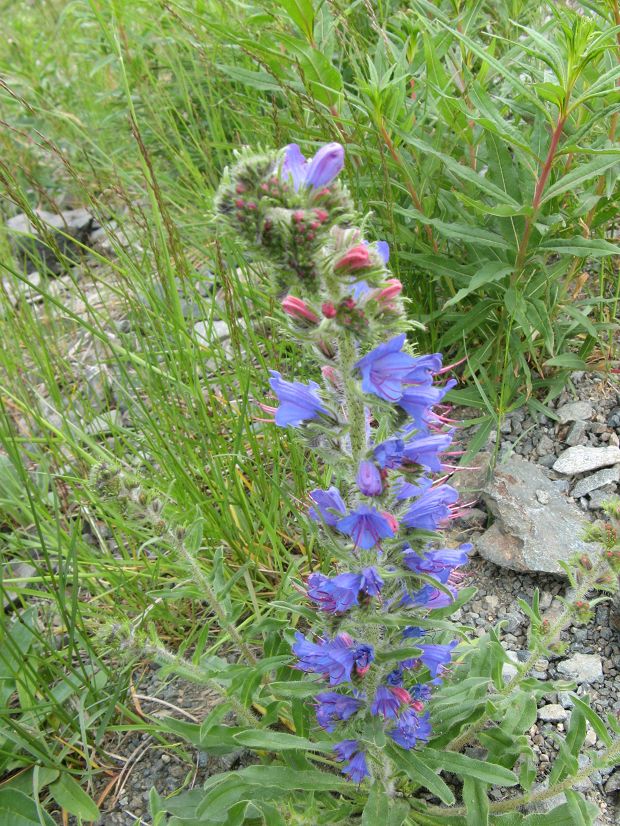 cliquez ici pour voir l'image (IMG_6668.jpg)