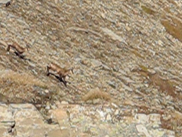 cliquez ici pour voir l'image (IMG_8595_2 chamois de video.jpg)