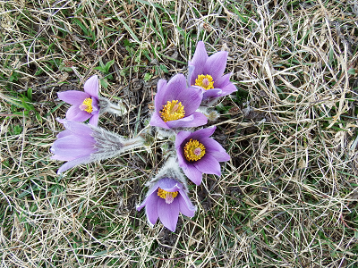 cliquez ici pour voir l'image (DSCF3745.JPG)