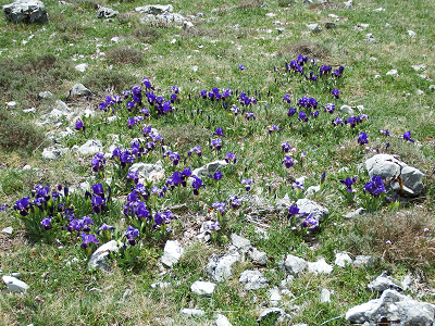 cliquez ici pour voir l'image (DSCF3896.JPG)