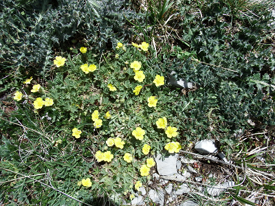 cliquez ici pour voir l'image (DSCF3903.JPG)