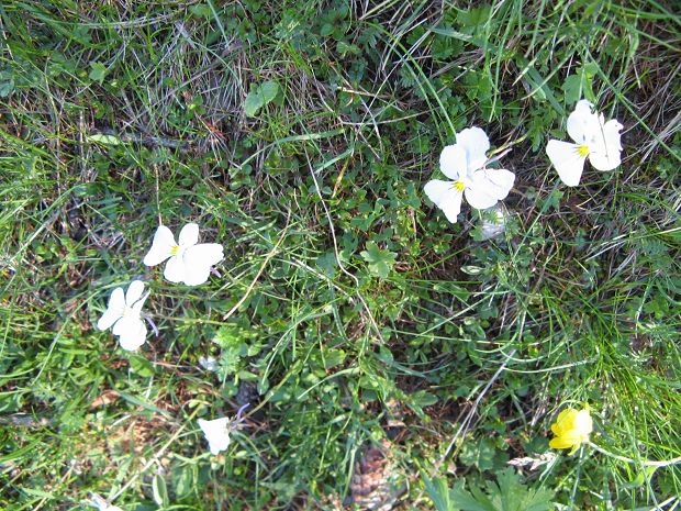 cliquez ici pour voir l'image (IMG_0727.JPG)