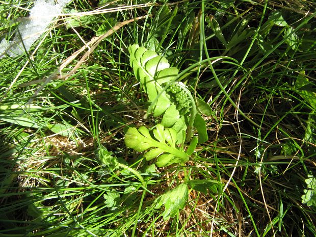 cliquez ici pour voir l'image (IMG_6133.JPG)