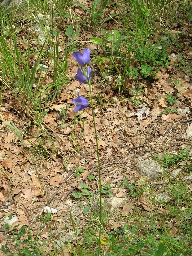 cliquez ici pour voir l'image (IMG_0611.JPG)